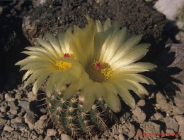 Notocactus  cv.       